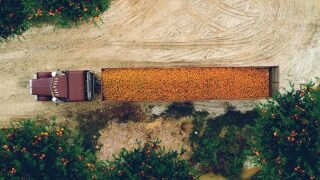 Headshot of a truck filled with oranges