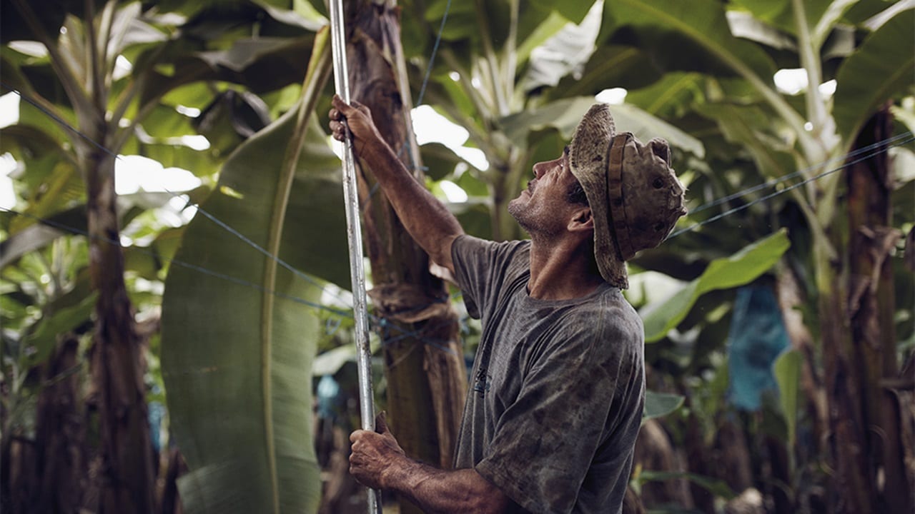 Male working on his plantations