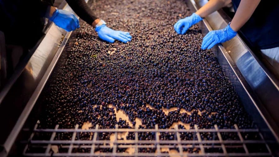 Two individuals wearing blue gloves are sorting through a pile of grapes.